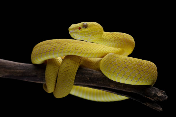istock Yellow White-lipped Pit Viper isolated on black background 2197019854
