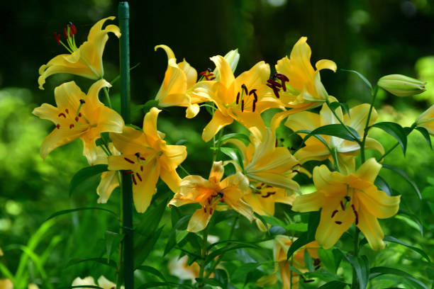 istock Lily / Lilium Flower: Add Elegance and Fragrance to Garden 2197021126