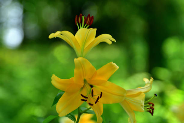 istock Lily / Lilium Flower: Add Elegance and Fragrance to Garden 2197021162