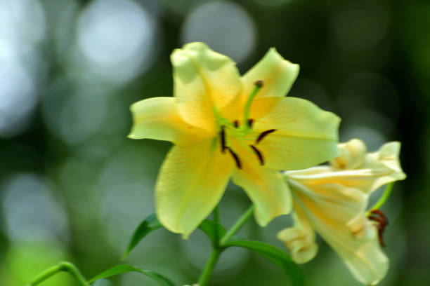 With large, showy flowers in bloom from early to mid-summer, lilies are perennial flowers, grown from bulbs, which have six plain or strikingly marked tepals (\