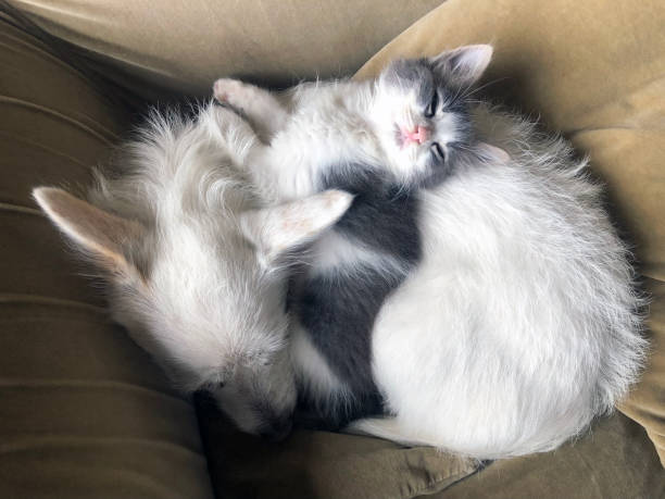 A white and ginger mother cat, and her calico kitten sleep curled up on an antique chair inside a shop at the Grand Bazaar, cats of Istanbul, Turkey