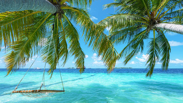 istock Swing hanging from coconut palm tree on tropical beach by the turquoise sea 2197021384