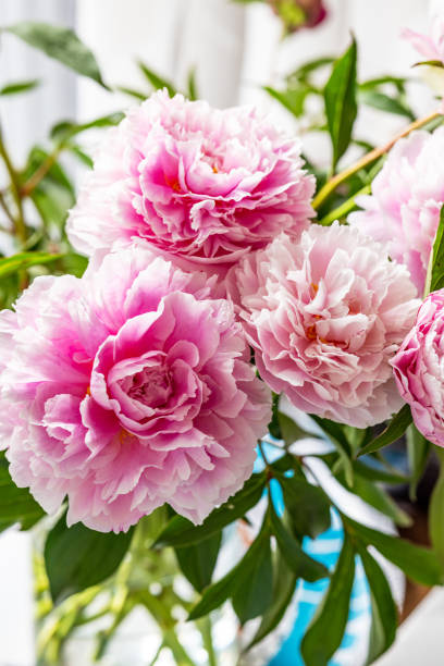 istock Fresh Pink Peonies in Sunlit Interior 2197021458