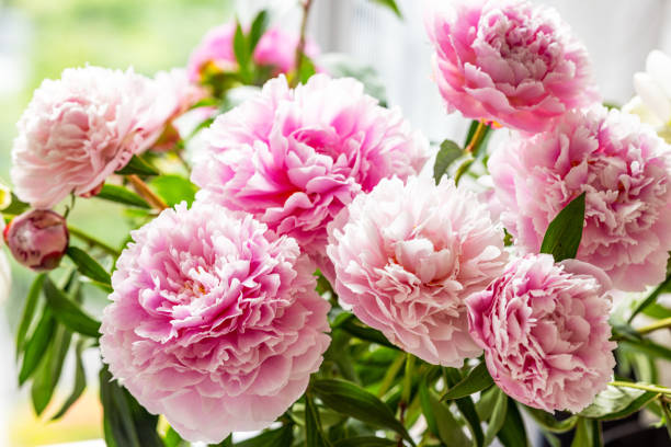 Fresh Pink Peonies in Sunlit Interior