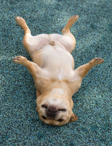 istock Goofy Frenchie Rolling on its Back with Playful Posture. 2197023037