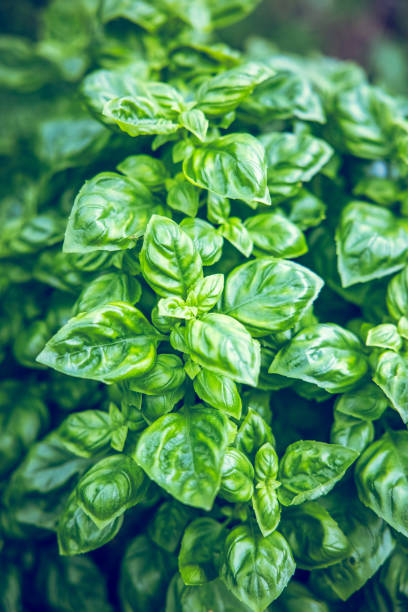 Close-up of lush green basil leaves growing in a garden