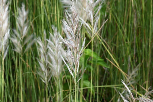 istock Saccharum spontaneum flower. 2197024758