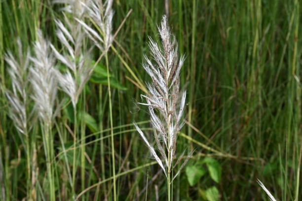 istock Saccharum spontaneum flower. 2197024787