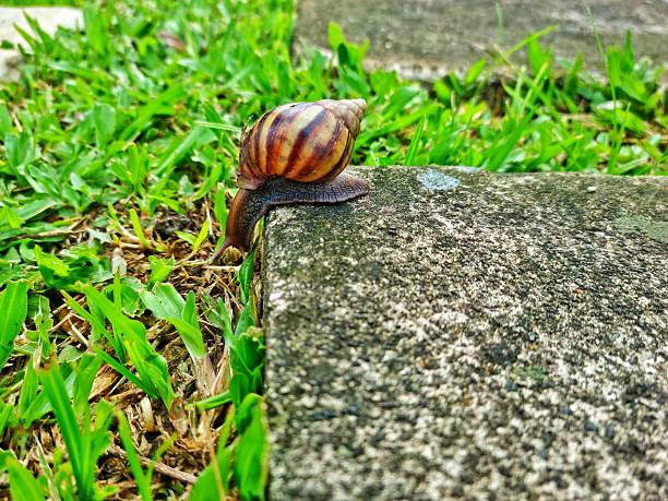 Two snails running in nature background green color look great moment of animal.