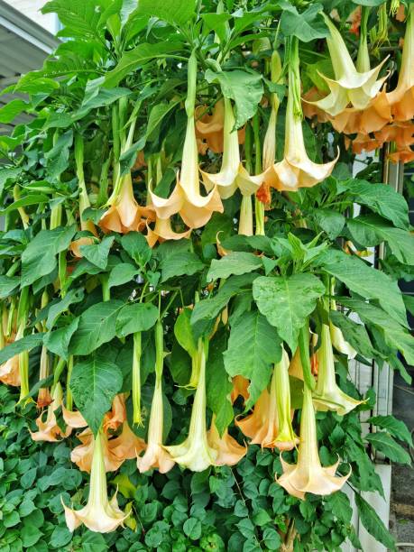 istock Toxic angel's trumpet flowers 2197024919