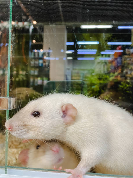 istock Inside a seethrough glass enclosure, two fluffy white rats happily snuggle and play with each other, showcasing their cute and adorable nature through their playful interactions and bond 2197025113