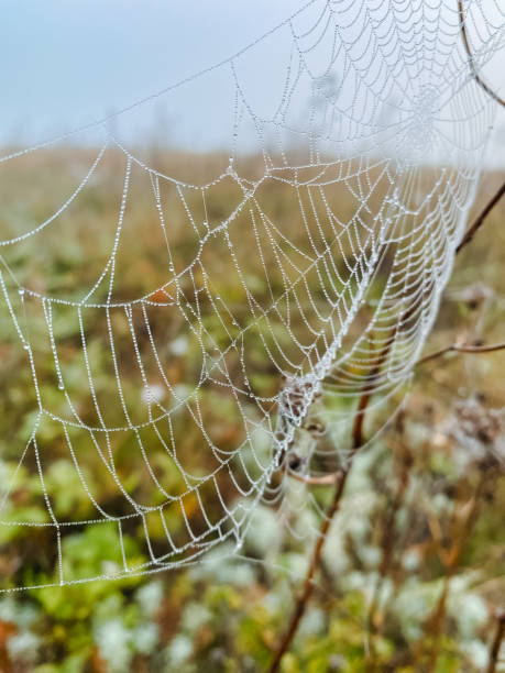 This breathtaking closeup image of a delicate spider web, beautifully adorned with tiny shimmering water droplets, creates a striking and evocative view of a captivating natural scene
