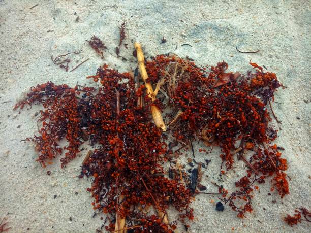 istock brown seaweed on the beach 2197025334
