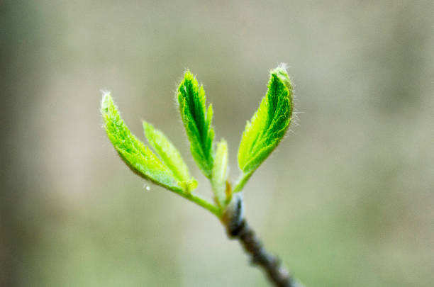 Western Siberia, young leaves on tree branches in spring.