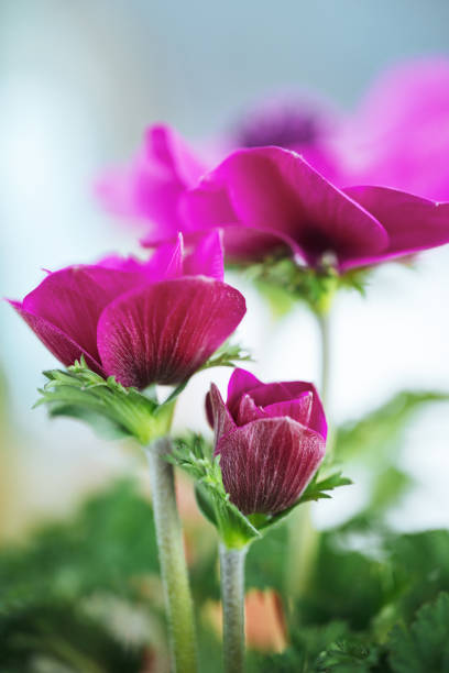 Close-up of blooming pink anemones with soft focus on petals and stems, surrounded by blurred greenery