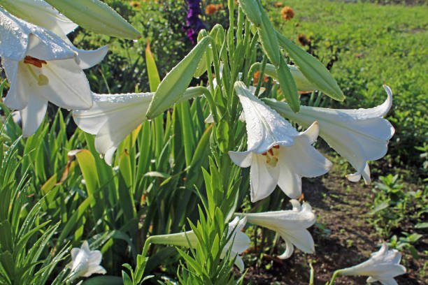 istock White lilies blooming in the garden 2197030646