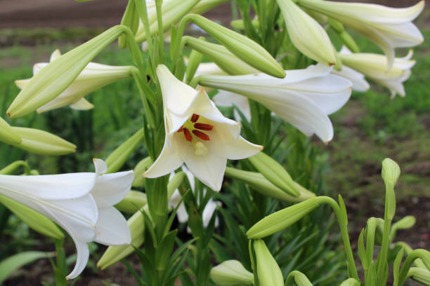 istock White lilies blooming in the garden 2197030648