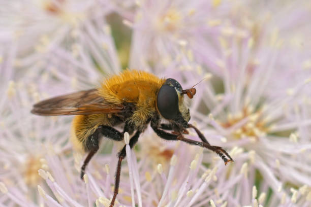 istock Detailed closeup on the hairy, fluffy, Variable Bear Hoverfly, Criorhina berberina sitting on a pink Tahlictrum flower 2197032301