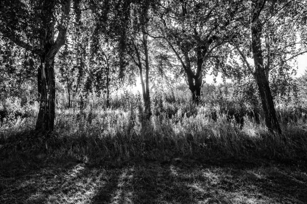 A black and white image of a serene forest with sunlight filtering through the trees, casting shadows on the grass.