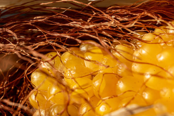 still life, close-up of corn, Zea mays, Common corn is a cereal crop, macro photography