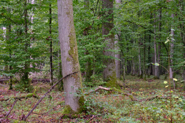 istock Deciduous stand with hornbeams and old oaks 2197034594