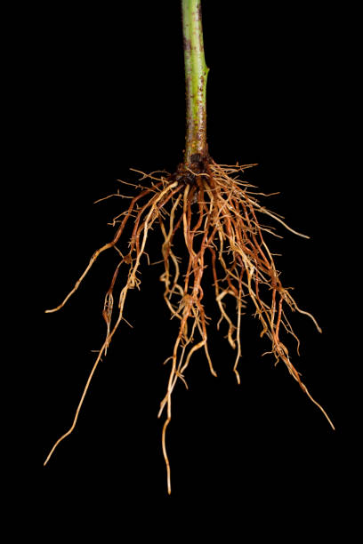 A closeup shot of a fibrous root system of a rice plant