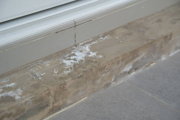 istock Fungus on the wall after the flood a brick wall with a white paint line 2197039547