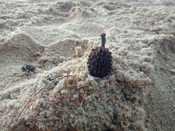Pinus merkusii or dry pinus fruit or pine cone on the sand of beach