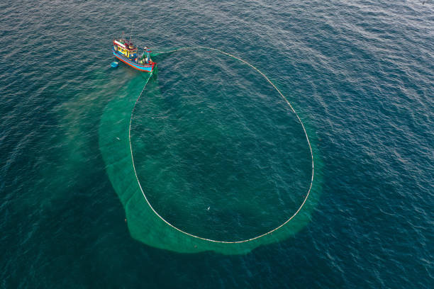 istock Netting anchovies 2197041014