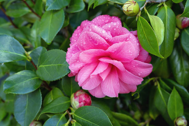 Camellia sasanqua, also known as sasanqua camellia, is a species of camellia native to Japan. It is densely branched, evergreen shrub and has attractive, dark green foliage with its white to red, 6-8 petaled, mildly aromatic flowers which are in bloom from autumn to early winter (November to January). Each flower has a central mass of bright yellow-anther stamens.