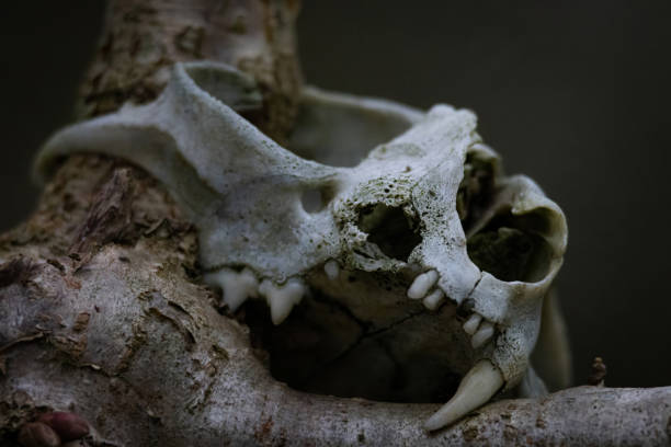 Bear's skull on a black background