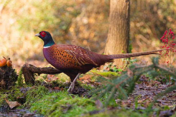 Male pheasant in the woods