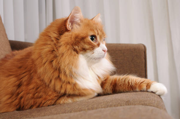 cute ginger cat