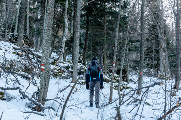 A lone hiker ventures along a marked path in a snow-covered forest during winter. The surrounding woodland is serene and quiet, evoking feelings of tranquility and connection with nature. This image resonates with the adventure and solitude experienced in wilderness explorations.