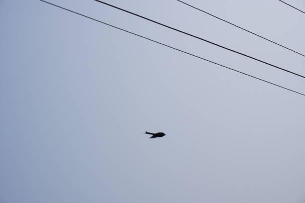istock A drongo bird is flying in the blue sky 2197047781