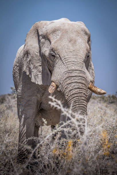 An elephant at meal time in the African savannah in namibia