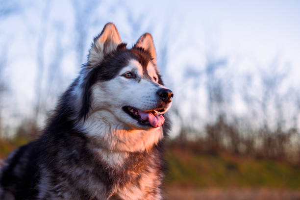 Beautiful Siberian Husky on spring meadow during sunset. Happy dog portrait