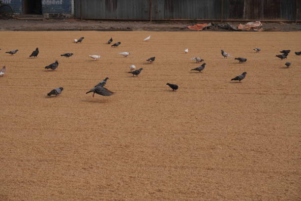 Free Stock Photo of A group of birds flying on the ground | Download ...