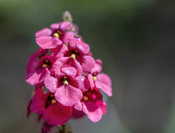 a great diascia personata pink