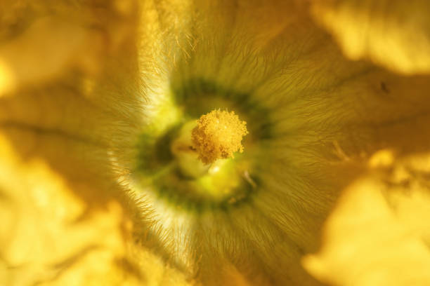 yellow zucchini flower