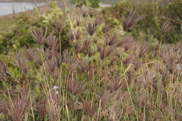 istock Chloris virgata on the field in close up with a blurry background 2197048953