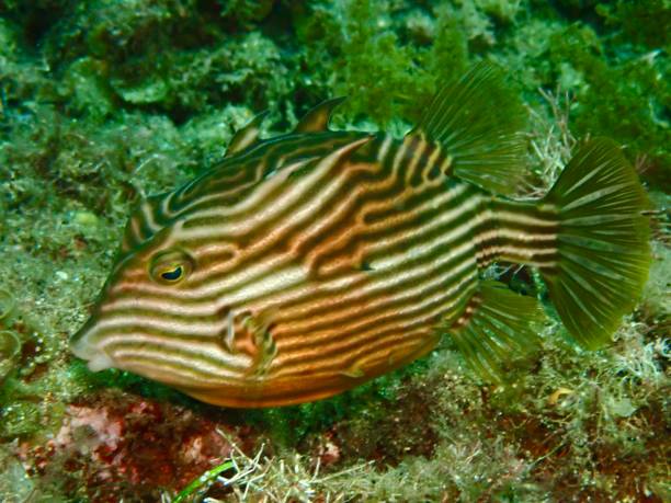 istock Striped Pyjama Squirt – The Ornate Cowfish (Aracana ornata) 2197049111