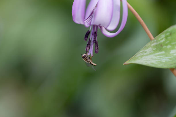 A bee resting on a dogtooth violet flower photographed with a macro lens