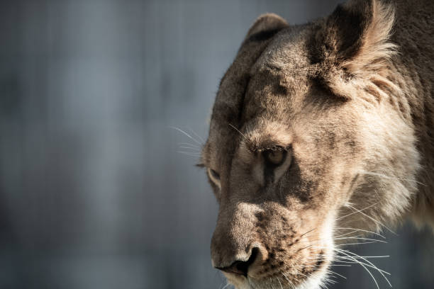 Staring female lion