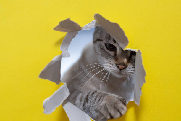 istock Cute cat tearing yellow paper 2197049897