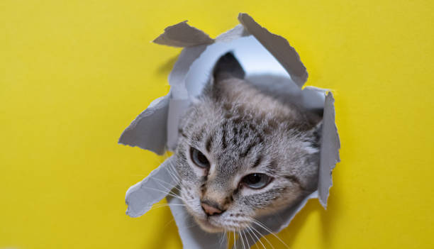 istock Cute cat tearing yellow paper 2197049911