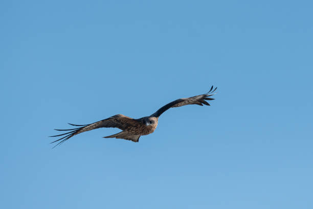 istock A cool black kite flying in the sky 2197050146