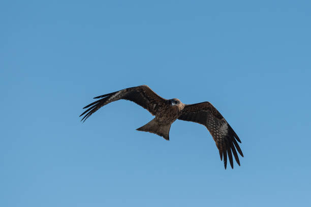 istock A cool black kite flying in the sky 2197050164