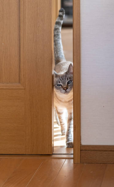 istock A cat passing through a narrow door gap 2197050240
