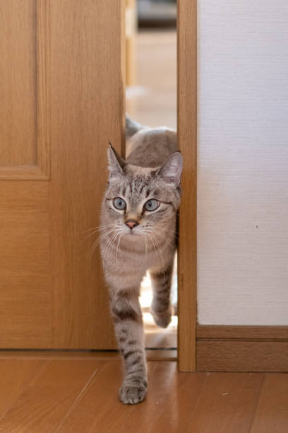 istock A cat passing through a narrow door gap 2197050247
